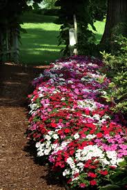 Image result for Impatiens wallerana
