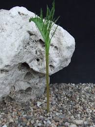 Image result for Eriospermum seineri