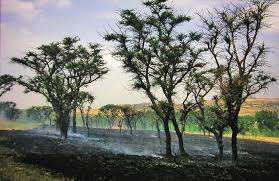 Image result for Acrotome thorncroftii