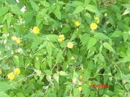 Image result for Kerria