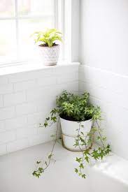 10 Plants For The Bathroom Home Ecoliving Hellonest Best Bathroom Plants Bathroom Plants Amazing Bathrooms
