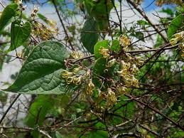 Image result for Riocreuxia