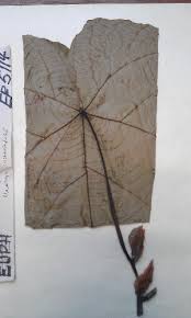 Image result for Macaranga schweinfurthii