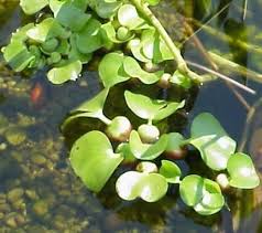 Beautiful fish for large aquarium or pond $0. Gardening Aqualeaf Aquatics 3 Water Hyancinth Floating Live Pond Plants Patio Lawn Garden