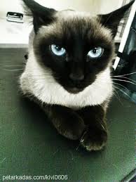 Hamile Kedi Tekrar Ciftlesir Mi Petarkadas Com