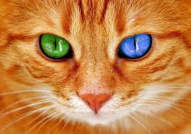 Feline eye color varies from shades of yellow such as golden or but, blue eyes are more common in some breeds, because the requisite coloring is also more it is believed that the breed's ancestors originated in turkey before being mixed with felines from other. Cat Eye Colors Why Cats Eyes Changing Colors Happy Cats Online