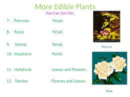 Maybe you would like to learn more about one of these? Good Harmful Plants Edible And Deadly Ppt Download