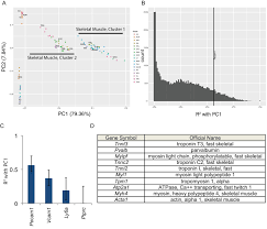 Indicate, using the letters provided, where each muscle group is on the diagram. Transcriptional Profiling Reveals Extraordinary Diversity Among Skeletal Muscle Tissues Elife