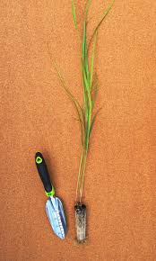 Ebay.com has been visited by 1m+ users in the past month Panicum Virgatum Switchgrass Wetland Plants Inc