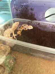 Happened to be filming ziggy, my leopard gecko, and she started falling asleep, so cute! All Three Of My Leopard Geckos Were Sleeping Together They Are So Cute They Are Like A Little Family Cute Animals Leopard Gecko Animal Rescue