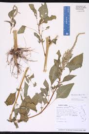 Image result for Amaranthus dubius