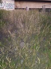 Image result for Aristida congesta