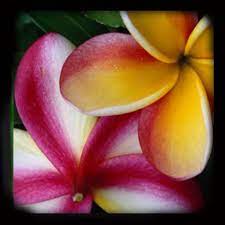 Durban South Africa Flowers Pretty Flowers Frangipani