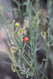 Image result for Osyris