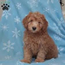 As a whoodle breeder, our goal is to produce puppies that will have the soft, silky , hypoallergenic coat as well as the sweet lovable temperament of the wheaten terrier. Mini Whoodle Puppies For Sale Greenfield Puppies Whoodle Puppy Cute Dogs Puppies And Kitties