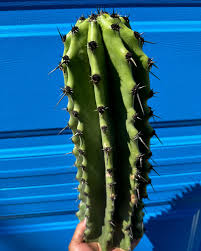 Image result for Stenostelma capense