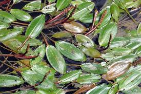 Image result for Potamogeton nodosus