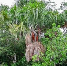 Image result for Chironia flexuosa