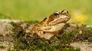 Maybe you would like to learn more about one of these? How To Attract Frogs To Your Garden Woodland Trust