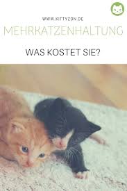 Milch wirds dabei nicht geben, aber es ist halt gut für die psyche. Pin Auf Nutzliches Zum Thema Katze Katzenhaltung