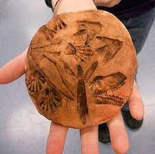 As author bill bryson notes in his book a short history of nearly so we're much more likely to make it than a jellyfish or a worm. Fossils Classroom Art Projects Art Education Elementary Fossil Ideas