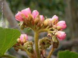Image result for Dombeya acutangula