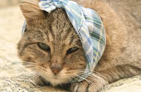 This high calorie wet cat food for weight gain is recommended by nutritionists and veterinarians for feeding your cat during the recovery from a serious illness, accident and surgery. Best High Calorie Cat Food For Weight Gain Wet And Dry Brand Reviews