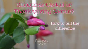.difference between christmas and thanksgiving cactus and also sharing a link to a video i have made for my cacti & succulent you tube channel called desert plants of avalon where i go into more detail about the differences between christmas and thanksgiving cactus and also easter cactus. Christmas Cactus Or Thanksgiving Cactus How To Tell The Difference Youtube