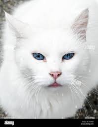 Intense blue eyes hi-res stock photography and images