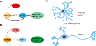 The ptb file extension is typically associated with peachtree complete accounting software, developed by sage software for microsoft windows operating system. Targeting Ptb As A One Step Procedure For In Situ Astrocyte To Dopamine Neuron Reprogramming In Parkinson S Disease Springerlink