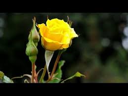 How To Make Organic Rooting Hormone Best Rooting Hormone By Kitchen Gardening Urdu Hindi Youtube Rose Care Rose Planting Roses