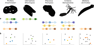 Check spelling or type a new query. Animal Cell Type Diversity Nature Ecology Evolution