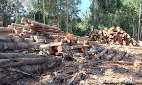 Kesimpulannya,penebangan hutan yang semakin berleluasa di malaysia ini haruslah ditangani dengan segera. Malaysiakini Politik Kayu Balak