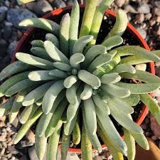 Image result for Senecio consanguineus