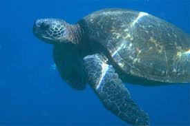 Turtle Vs Tortoise Difference And Comparison Diffen