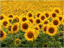 Download Sunflower Symbol Of The Sun And Symbolizes Love