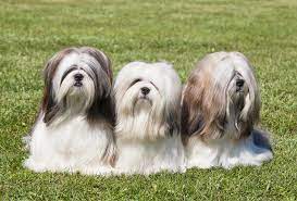 We've compiled and listed the dog breeds with the absolute longest hair and added brief descriptions of each one. Long Haired Dog Breeds Choosing The Right Dog For You Dogs Guide