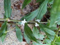Image result for Diodia flavescens