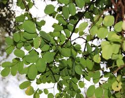 Image result for Calpurnia aurea