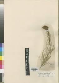 Image result for Berkheya zeyheri