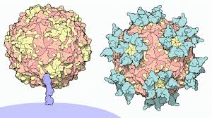 The much smaller vp4 protein has a more extended structure, and lies at interface. Virtuelle Nano Welten Pdb Molecule Of The Month 20 Polyovirus And Rhinovirus