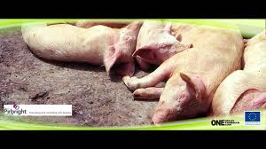 Whether it's salmonella septicemia or some of the things we'd see fairly regularly, it's really important to have your veterinarian on board and make sure that they're sending in the correct diagnostic samples. African Swine Fever Asf Youtube