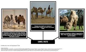 This is an analysis of the poem how the camel got his hump that begins with: Camel Facts How The Camel Got His Hump Activities
