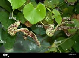 Image result for Aristolochiaceae