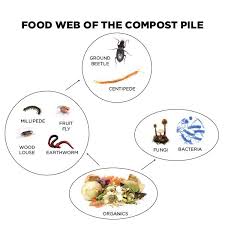 Decomposers Science Food Chains Decomposers Science Rock Unit