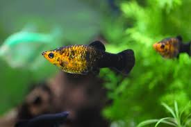 Ikan hias memiliki kelebihannya sendiri, lihat saja warnanya yang beragam dan bentuknya yang enak dilihat. Selain Cupang Ada 7 Jenis Ikan Hias Yang Juga Menarik Halaman All Kompas Com