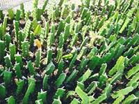 Despite pompous names that include fire dragon fruit and dragon crystal, pitayas have a toothless, mild flavor that belies their brash. Kutch Agro