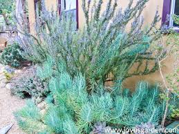 Succulent Plants Growing Long Stems Why It Happens And What To Do
