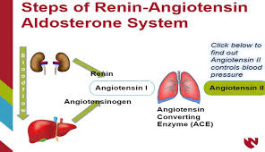 Image result for Aldosterone