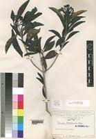 Image result for Coptosperma zygoon